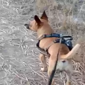 lost male dog rocky! rocky is a brown chihuahua mix