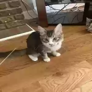 lost female cat blessing