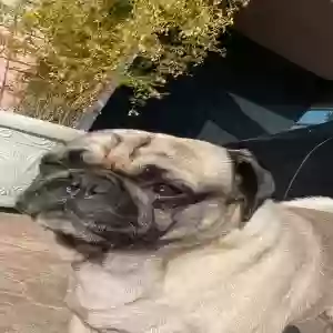 lost male dog chato