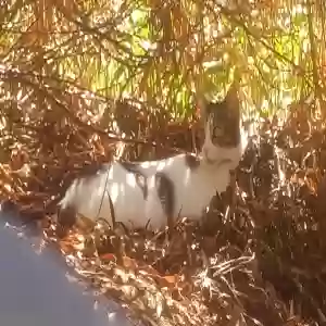 lost female cat persephone