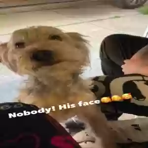 lost male dog julian
