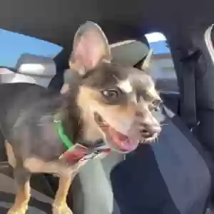 lost female dog princess