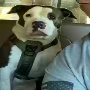 lost female dog gracie