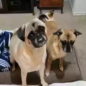 lost female dog bexley