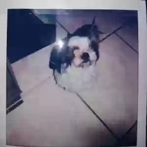 lost female dog cassie