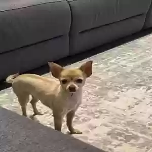 lost female dog juicy