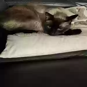 lost male cat jules