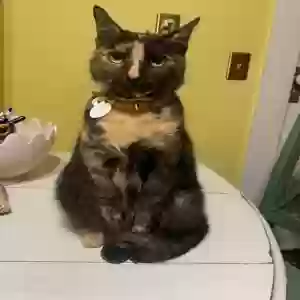 lost female cat frida