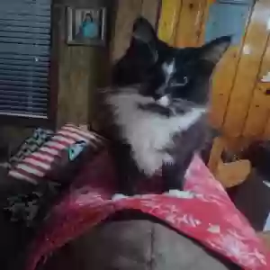 lost male cat angel
