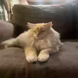 lost male cat colby