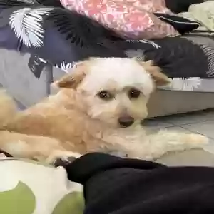 lost male dog rocky