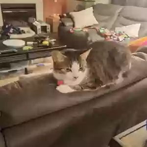 lost female cat winifred