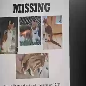 lost male cat tigger