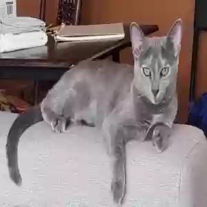 lost female cat zoe