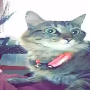 lost female cat marlow
