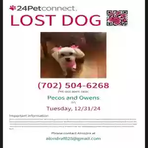 lost female dog nova