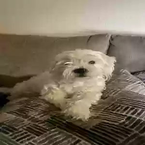 lost male dog coco