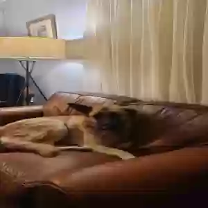 lost female dog unknown