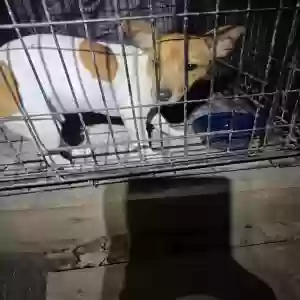 found male dog unknown