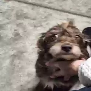 lost female dog daisy