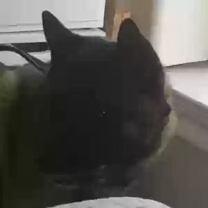 found male dog unknown