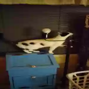 lost female cat bingo