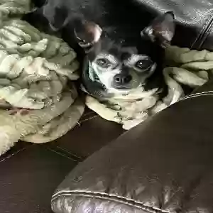 lost male dog tito
