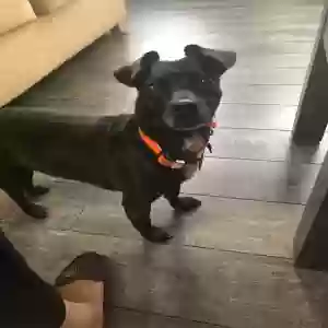 lost male dog oreo