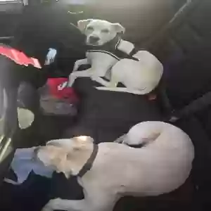 lost male dog buddy