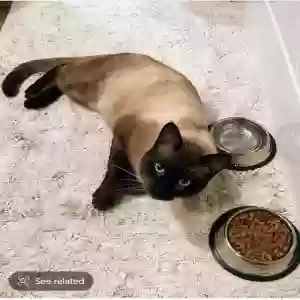 found male cat unknown