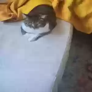 lost female cat lennon