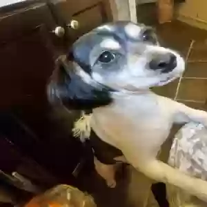 lost female dog eli