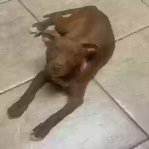 lost female dog brown sugar