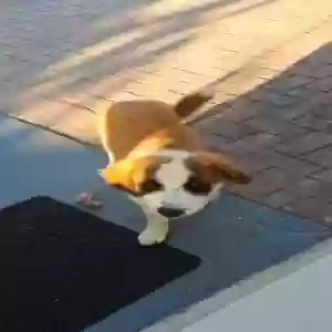 lost male dog bruno