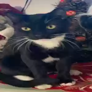 lost male cat skye