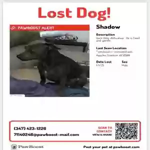 lost male dog shadow/shady