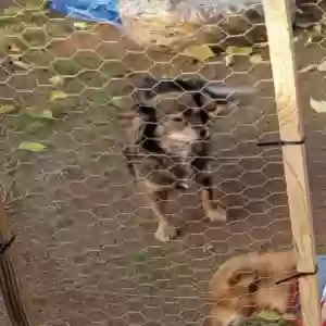 lost female dog estrella