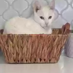 lost female cat winter rose