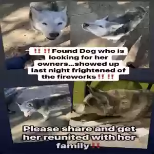 lost female dog bella