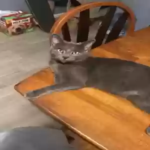 lost male cat bender