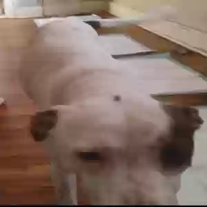 lost female dog lucy