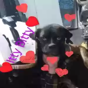 lost female dog itty bitty