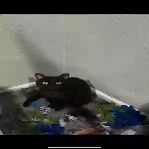 lost male cat lufian