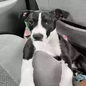 lost female dog pepper