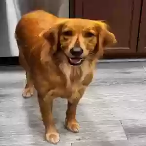 lost female dog willow