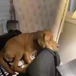 found male dog unknown