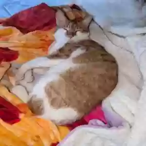 lost male cat pizza