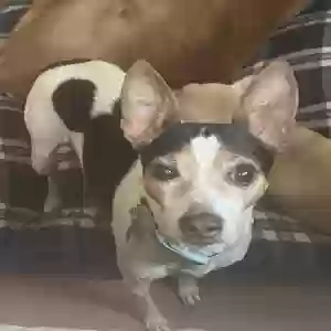 lost female dog nala