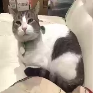 lost male cat henry