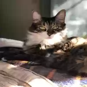 lost female cat meredith grace